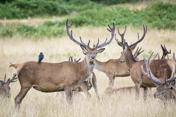 Naklejka na ściany i meble Red deer stag herd in Summer field landscape