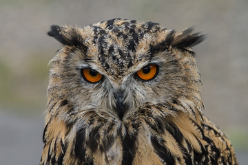 Eagle Owl Close up