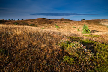 heather flowers on hills