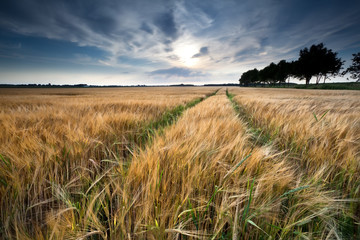 wheat field in summer