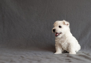 Westie puppy