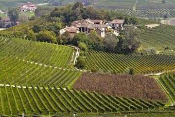 Fototapeta na wymiar panorama of vineyards