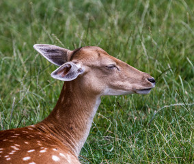 Female Fallow Deer