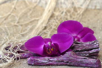Orchidee auf Treibholz
