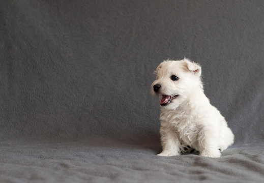 Westie Puppy