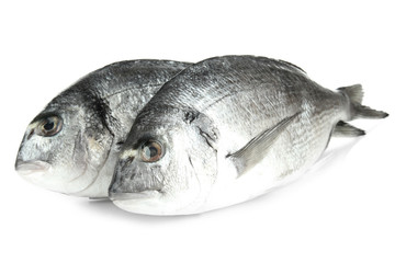 Dorado fish isolated on white