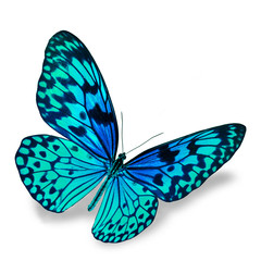 Blue Butterfly