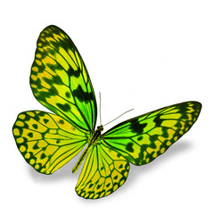 Yellow Butterfly
