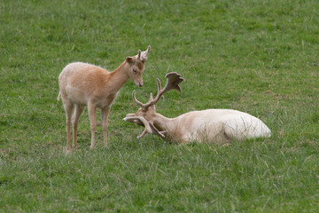 Buck and Doe White Fallow Deer