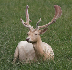 White Buck Fallow Deer
