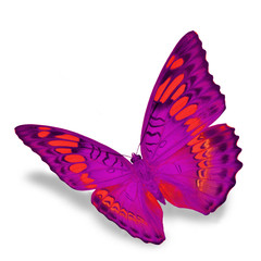Pink Butterfly