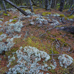 Pine forest
