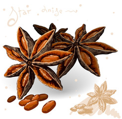 World spices. Star anise. Vector.