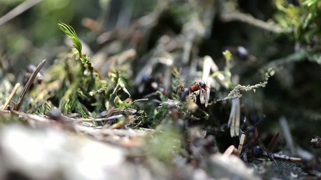 Some Ants in the forest (Macro Video)