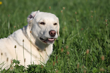 Labrador Retriever