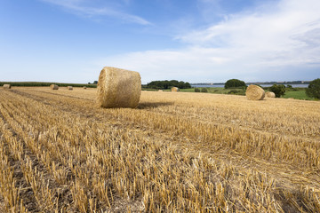 Abgeerntetes Getreidefeld in der Uckermark