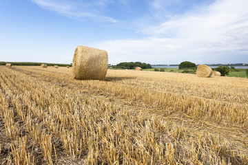 Abgeerntetes Getreidefeld in der Uckermark