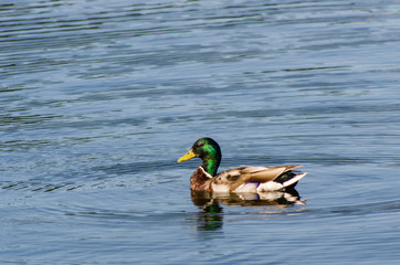 Duck swimming in the pond
