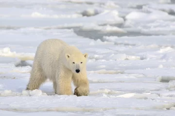 Crédence de cuisine en verre imprimé Ours polaire Ours polaire marchant sur la banquise.