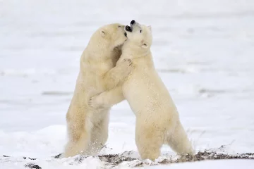 Papier Peint photo autocollant Ours polaire Two polar bears play fighting.