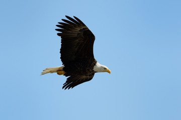 Bald Eagle flying against blue sky.