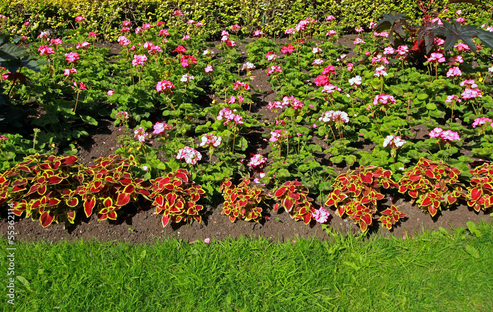 Poster flowerbed with geranium flowers