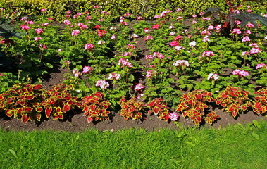 Flowerbed with geranium flowers