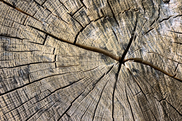 circles on bark of a tree cutted