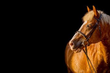 Obraz premium Haflinger Portrait