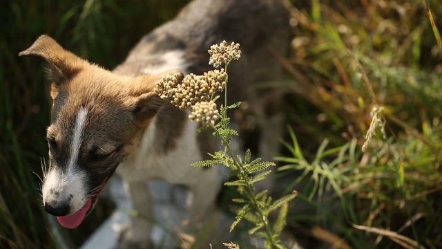 Puppy at the Grass 2