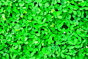 Green leaf  background