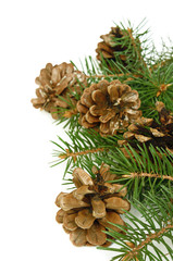 Christmas tree branch with cones