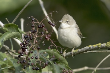 Common Whitethroat in natural habitat / Sylvia communis
