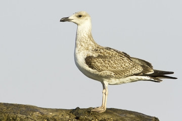 an immature of yellow-legged gull / Larus cachinnans