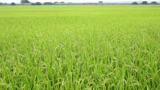 水田の風景 夏（ティルト）