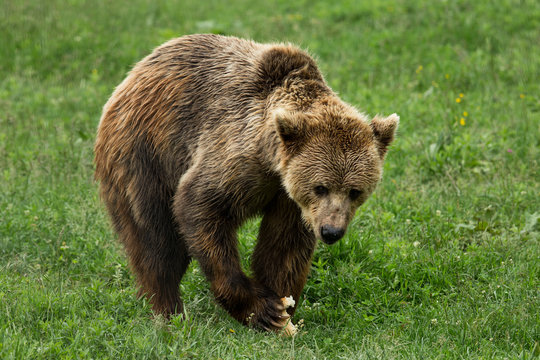 Brown bear eating in the forest