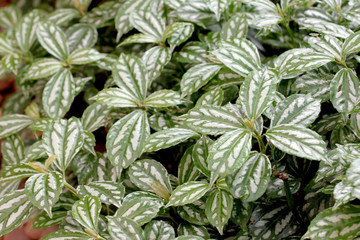 Green leaves in the backyard.