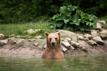 Brown bear taking a bath in the lake