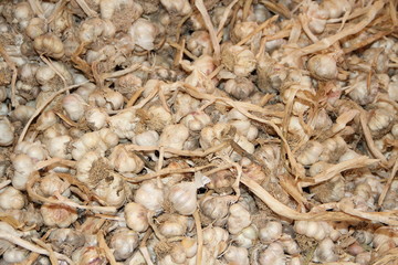 frischer Knoblauch vom Feld