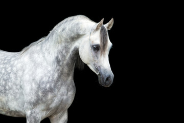 White horse isolated on black background - obrazy, fototapety, plakaty