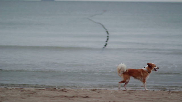 Dog Running