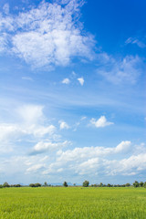 rice fields in Thailand