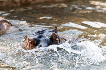Fototapeta na wymiar Hipopotam (hipopotam amphibius) lub hippo