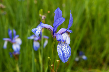 Iris sibirica - 55367994