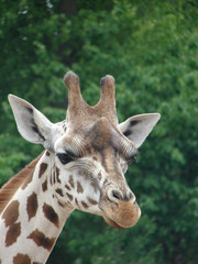 Obraz premium Giraffe