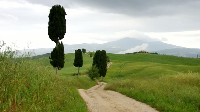 Toskana Zypressen mit Weg vid 05