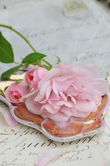 Rose auf Brief