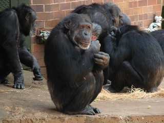 Chimpanzee