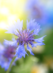 Beautiful cornflower, outdoors