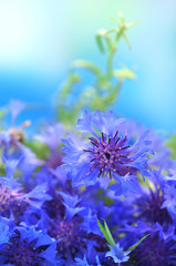 Beautiful bouquet of cornflowers on blue background